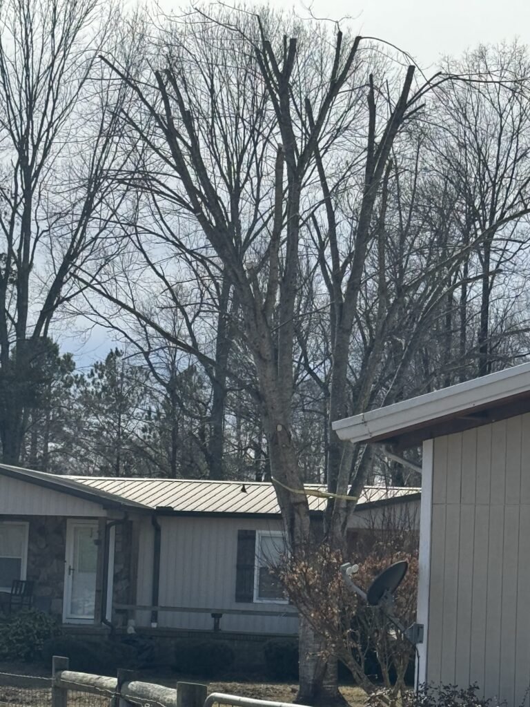 AL Tree Guys