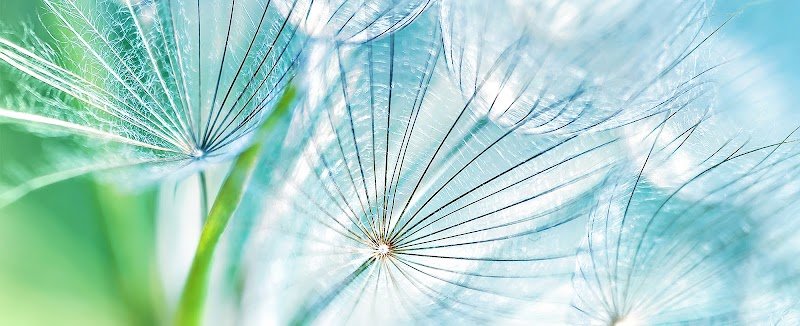 Dandelion Marketing
